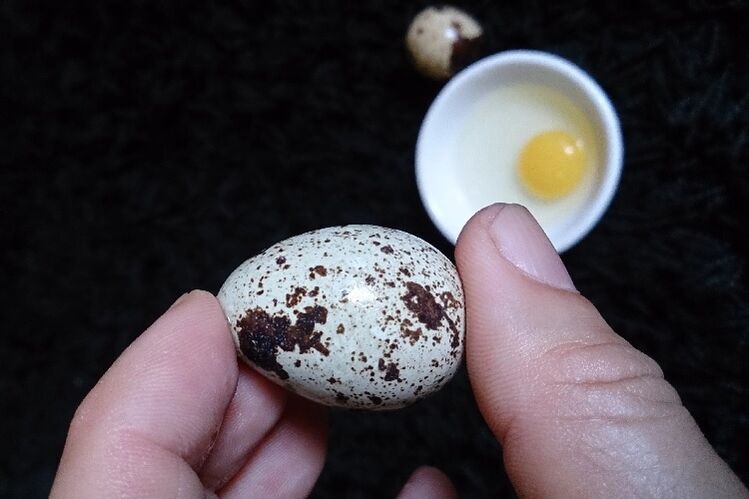 ovos de paspallás para aumentar a potencia